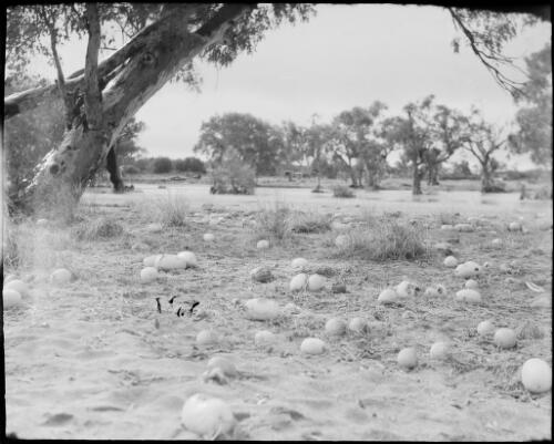 Melons scattered on the ground beside the Todd River, Alice Springs, Northern Territory, 1947, 1 [picture] / E.W. Searle