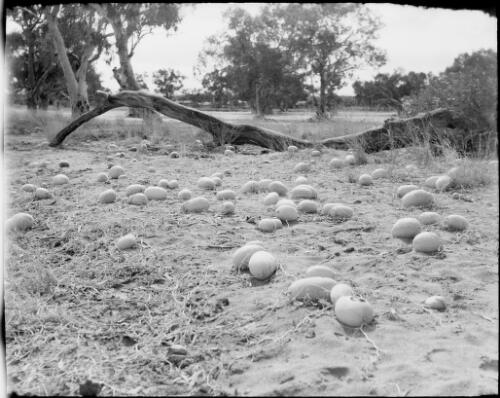 Melons scattered on the ground beside the Todd River, Alice Springs, Northern Territory, 1947, 2 [picture] / E.W. Searle