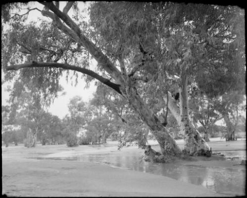 Trees and a flooded Todd River, Alice Springs, Northern Territory, 1947, 1 [picture] / E.W. Searle