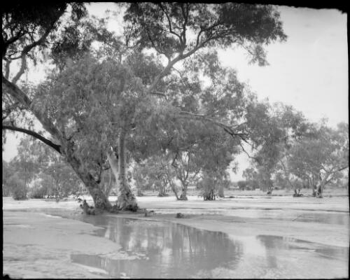 Trees and a flooded Todd River, Alice Springs, Northern Territory, 1947, 4 [picture] / E.W. Searle