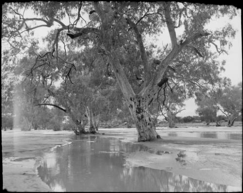 Trees and a flooded Todd River, Alice Springs, Northern Territory, 1947, 5 [picture] / E.W. Searle