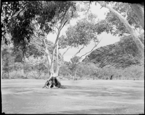 Trees and a flooded Todd River, Alice Springs, Northern Territory, 1947, 6 [picture] / E.W. Searle
