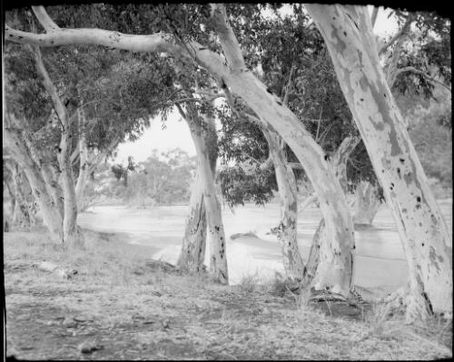 Trees and a flooded Todd River, Alice Springs, Northern Territory, 1947, 7 [picture] / E.W. Searle