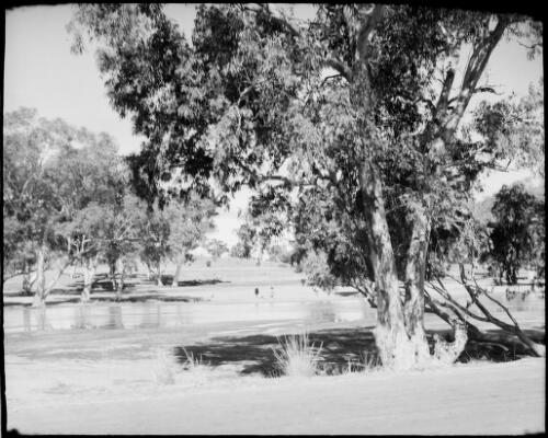 Trees and a flooded Todd River, Alice Springs, Northern Territory, 1947, 8 [picture] / E.W. Searle