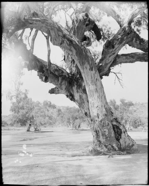 Trees and a flooded Todd River, Alice Springs, Northern Territory, 1947, 9 [picture] / E.W. Searle