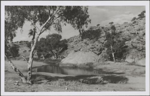 Trees around a natural spring, Alice Springs, Northern Territory, 1947 [picture] / E.W. Searle