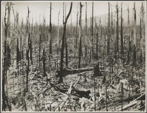 Forest remains after a bushfire, Icy Creek, Victoria, 1939 [picture] / Bill, M.E