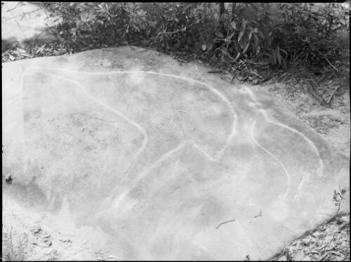 Rock carving of two emus, Bobbin Head, Ku-Ring-Gai Chase National Park, New South Wales, 1950, 2 [picture] / E.W. Searle
