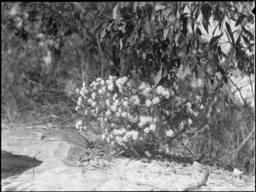 Wild flowers, Oxford Falls, Sydney, 1945 [picture] / E.W. Searle