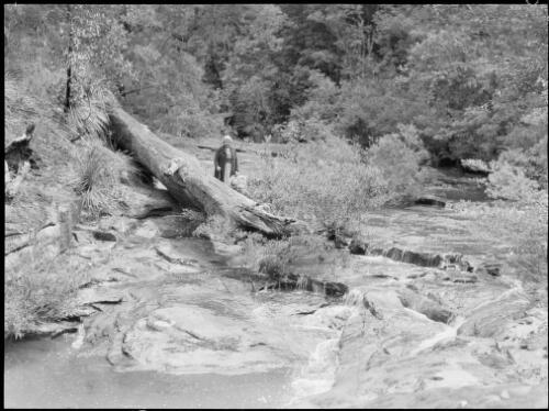 Mrs Searle beside a tree trunk, Oxford Falls, Sydney, 1945, 2 [picture] / E.W. Searle