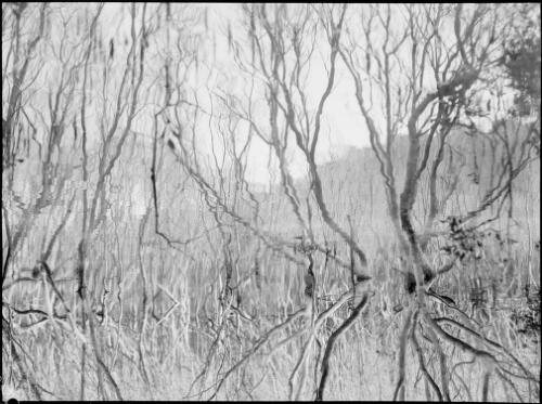 Trees, Oxford Falls, Sydney, 1945, 2 [picture] / E.W. Searle