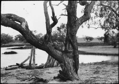The dig tree used by Burke and Wills at Coopers Creek, Queensland, ca. 1940 [transparency] / E.W. Searle