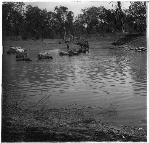 Two men watching a herd of horses in a river, Australia, ca. 1920 [transparency] / E.W. Searle