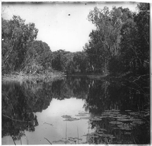 Water lilies in a river, Australia, ca. 1920, 1 [transparency] / E.W. Searle