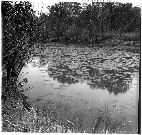 Water lilies in a river, Australia, ca. 1920, 2 [transparency] / E.W. Searle
