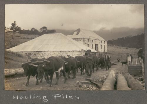 Hauling piles, Maria Island, 1912 [Tasmania] [picture]