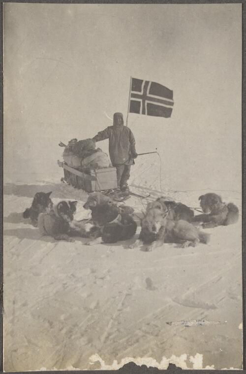 Sled dogs sitting on the snow at the South Pole, 14th December, 1911 [picture]