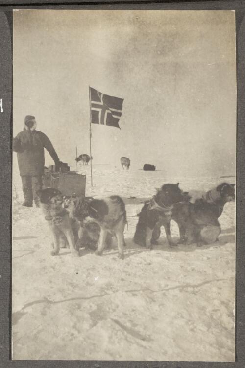 Sled dogs ready for a trip at the South Pole, 14th December, 1911 [picture]