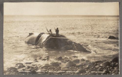 'Cutting in', whaling industry, Norfolk Island [picture]