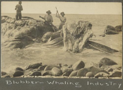 A slice of blubber, whaling industry, Norfolk Island [picture]