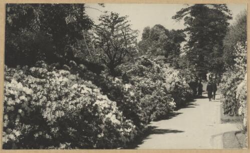 Azaleas lining the footpath at the Botanic Gardens, Sydney, ca. 1935 [picture] / Edward Searle