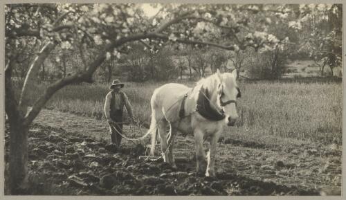Man with horse-drawn plough, New South Wales, ca. 1935 [picture] / Edward Searle