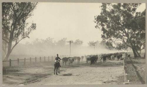 Man on horseback droving cattle, New South Wales, ca. 1935, 2 [picture] / Edward Searle