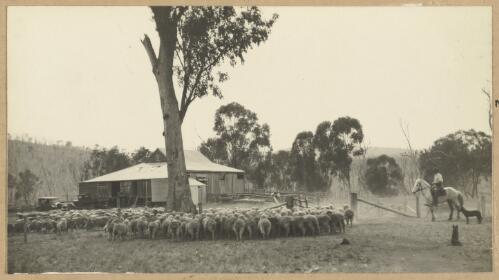 Man on horseback mustering sheep, New South Wales, ca. 1935 [picture] / Edward Searle
