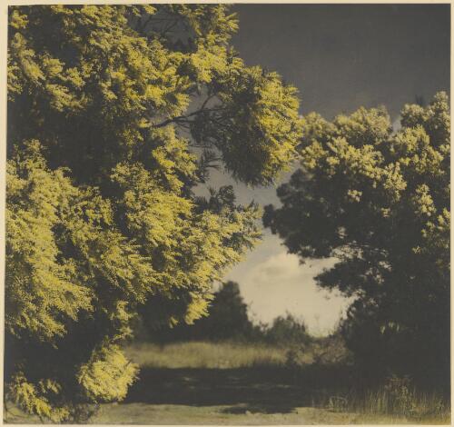 Golden wattle, Frenchs Forest, New South Wales, ca. 1927, 1 [picture] / E.W. Searle