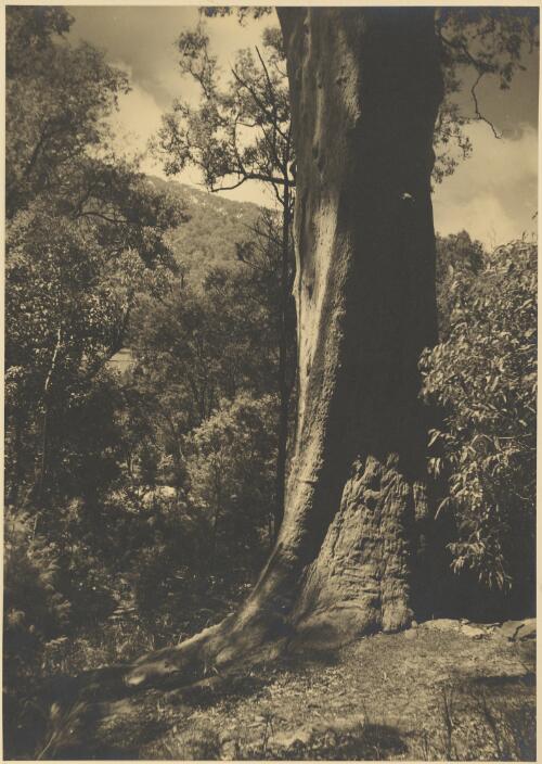 Red gum, angophora lanceolata, Avalon, New South Wales, ca. 1935 [picture] / E.W. Searle