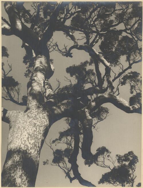 Red gum, angophora lanceolata, Pittwater, New South Wales, ca. 1935 [picture] / E.W. Searle