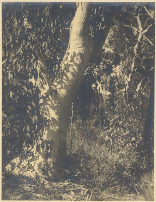 White gum, eucalyptus haemastoma, Gosford, New South Wales, ca. 1935 [picture] / E.W. Searle