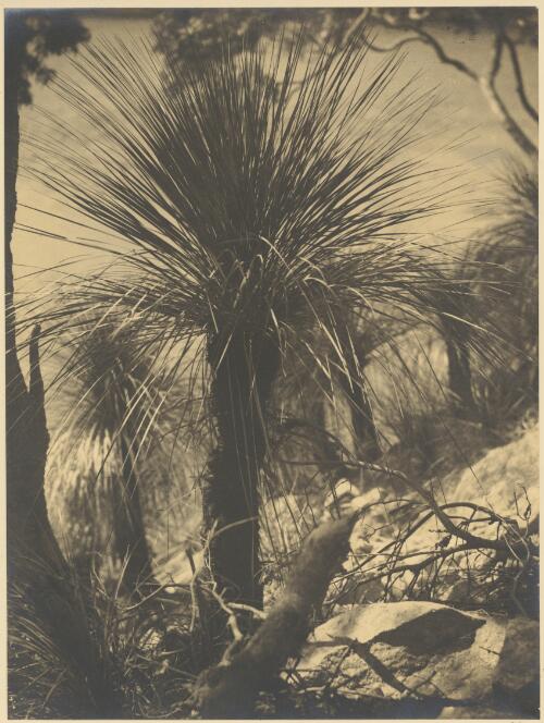 Grass tree, xanthorrea species, Hawkesbury River, New South Wales, ca. 1935 [picture] / E.W. Searle
