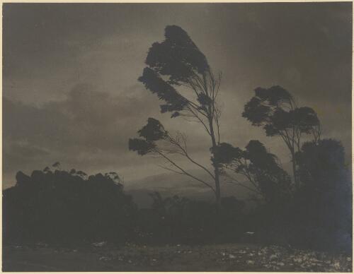 Mountain ash, eucalyptus sieberiana, Blue Mountains, New South Wales, ca. 1935 [picture] / E.W. Searle