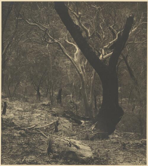 Spectres, Hawkesbury River, New South Wales, ca. 1935 [picture] / E.W. Searle