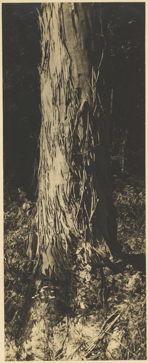 Sydney blue gum, eucalyptus saligna, Ourimbah, New South Wales, ca. 1935 [picture] / E.W. Searle