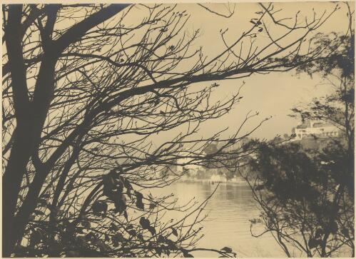 Coral trees, Shell Cove, Sydney Harbour, ca. 1935 [picture] / E.W. Searle