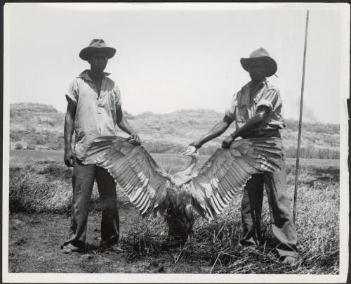 A bustard bird or Australian wild turkey killed on the plains near Red Lily Lagoon, October 1948 [picture] / Frank M. Setzler