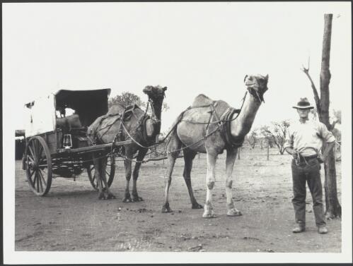 Portrait of F.H. Broomhall with his camel-drawn wagon, Dromedary Hills, Western Australia, 1926 [picture]