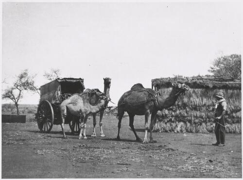Boundary rider, Ovens and team, Dromedary Hills, Western Australian, 1926 [picture] / F.H. Broomhall