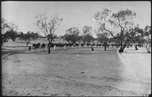 Camel train [transparency] : a deputation lantern slide of the AIM [Australian Inland Mission] Head Office, 1926-1940 / [John Flynn?]