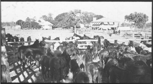 Large mob of horses in yards near Australian Inland Mission first aid and welfare home [transparency] : Dunbar opening, Fred McKay Cape York Peninsula and West Queensland Patrol 1938-1940 / [Fred McKay]