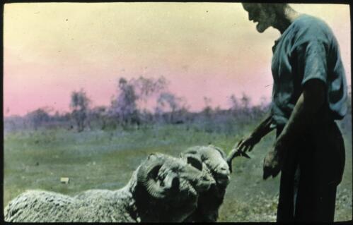 Unidentified man with Peppix rams [transparency] : taken on a survey trip undertaken in 1927 by Rev. J.A. Barber and Dr. George Simpson for the Flying Doctor Scheme