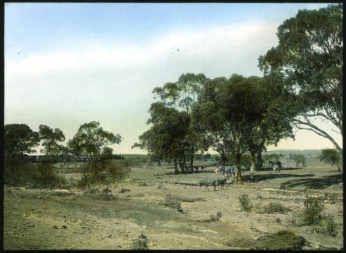 Donkeys in the outback [transparency] : Fred McKay Cape York Peninsula and West Queensland Patrol 1938-1940 / [Fred McKay]