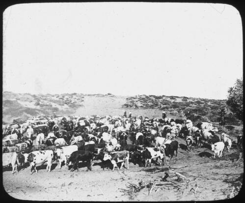 Drovers with cattle [transparency] : a deputation lantern slide of the AIM [Australian Inland Mission] Head Office, 1926-1940 / [John Flynn?]