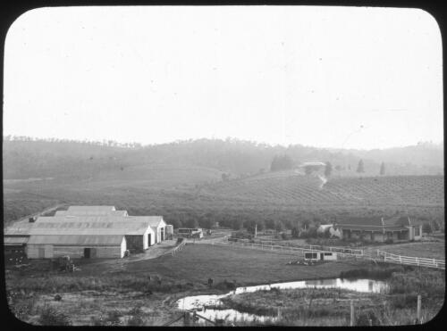 Orchard with sheds, house and trees in background [transparency] : miscellaneous glass slide / [John Flynn?]