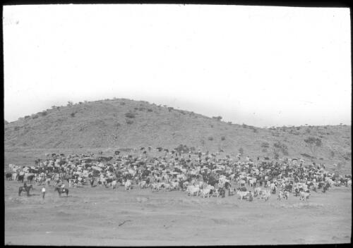 Mob of cattle with stockmen, Northern Territory [transparency] : taken on a survey trip undertaken by Rev. J.A. Barber and Dr. George Simpson for the Flying Doctor Scheme