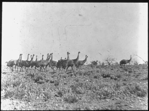Flock of emus in an outback landscape [picture] : Fred McKay Cape York Peninsula and West Queensland Patrol 1938-1940 / [Fred McKay]