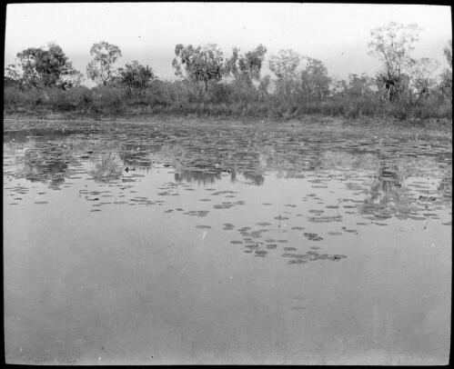 Waterlilies in unidentified river? [transparency] : taken on survey trip undertaken in 1927 by Rev. J.A. Barber and Dr. George Simpson for the Flying Doctor Scheme