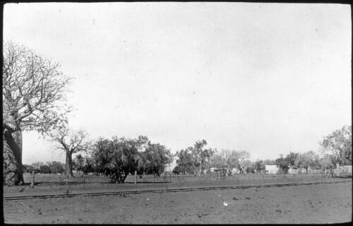 View of boab trees at Derby, Western Australia [transparency] : taken on survey trip undertaken in 1927 by Rev. J.A. Barber and Dr. George Simpson for the Flying Doctor Scheme